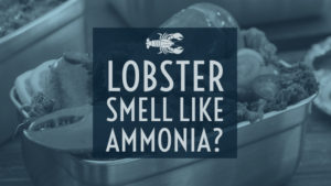 lobster ammonia smell spoiled