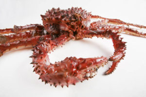 red king crab