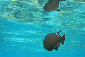 Catching Triggerfish