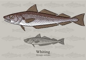 What Does Whiting Taste Like & How to Cook It